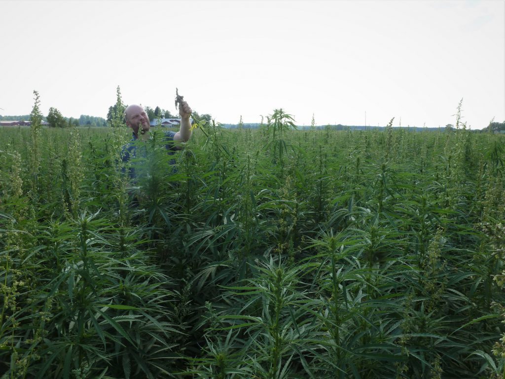 Ville hamppupellossa