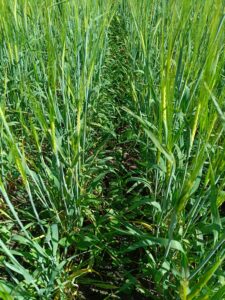 Syysrypsiä kasvamassa ohran alla.