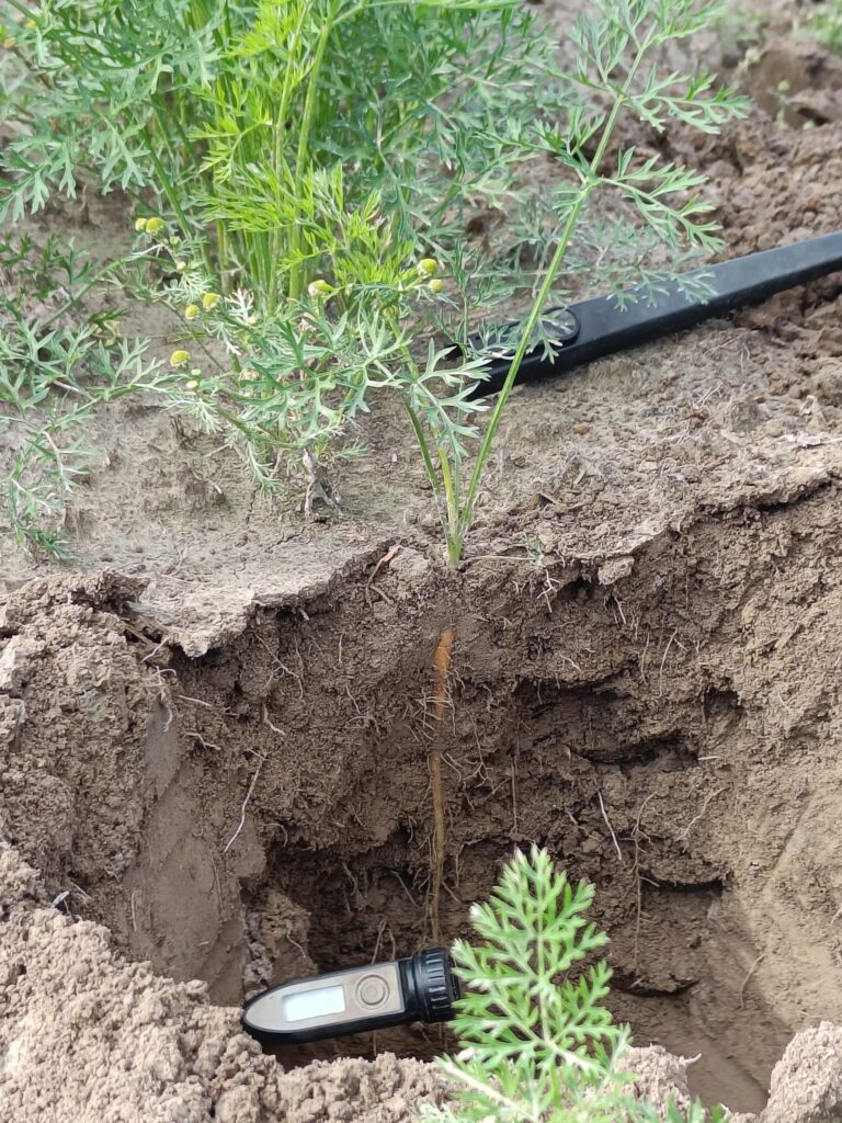 Kuoppa perunapellossa ja kuopassa maalämpömittari